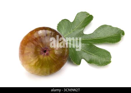Ein kleines grünes Blatt steht neben einer runden Frucht. Die Frucht ist braun und hat einen Stiel Stockfoto
