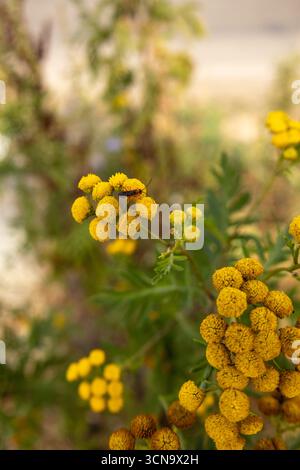 Nahaufnahme von gelben Wildblumen, die in einer natürlichen ländlichen Umgebung wachsen Stockfoto