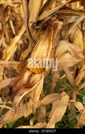 Nahaufnahme trockener gelber Maiskolben an Stielen in einem ländlichen Ackerland während der Erntezeit Stockfoto