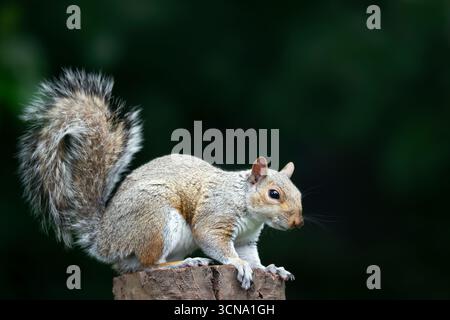 Nahaufnahme eines neugierigen jungen Grauhörnchens, das auf einem Baumstumpf steht, Großbritannien. Stockfoto