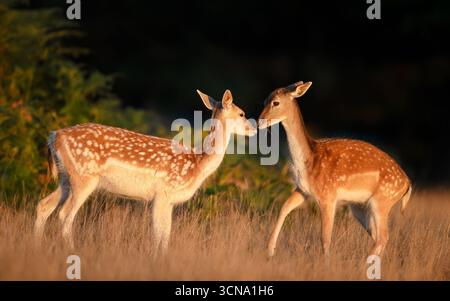 Nahaufnahme von zwei jungen Damhirschen, die auf einer Wiese stehen, Großbritannien. Stockfoto