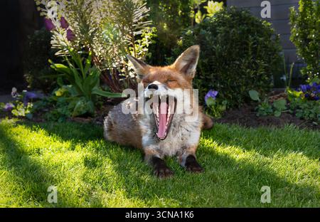 Bezauberndes Porträt eines Rotfuchses (Vulpes vulpes), der auf grünem Gras in einem Garten gähnt, eingerahmt von lebhaften Frühlingsblumen, Großbritannien. Stockfoto