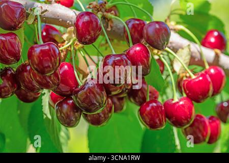Ein Haufen roter Kirschen hängt an einem Baum. Die Kirschen sind reif und bereit für die Ernte Stockfoto
