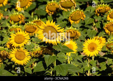 Sonnenblumenfeld zur Herstellung von Sonnenblumenöl in Salamanca, Spanien Stockfoto