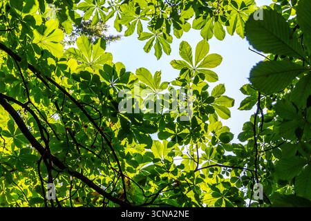 Aesculus hippocastanum, die Rosskastanie üppig grünen Blätter vor blauem Himmel im Warschauer Königlichen Badepark (Lazienki Krolewskie) in Warschau. Stockfoto