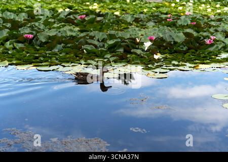 Eine ruhige Teichszene mit einer Ente, die durch das ruhige blaue Wasser gleitet, umgeben von grünen Lilienpads und rosa Blumen. Stockfoto