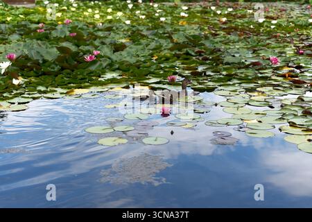 Eine ruhige Teichszene mit einer Ente, die durch das ruhige blaue Wasser gleitet, umgeben von grünen Lilienpads und rosa Blumen. Stockfoto