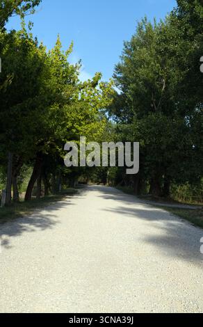 Eine lange, gerade Schotterstraße ist auf beiden Seiten von hohen grünen Bäumen gesäumt, die Schatten unter einem klaren blauen Himmel werfen. Stockfoto