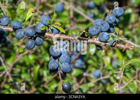 Schwarzdorn / Schlehe (Prunus spinosa / Druparia spinosa) Nahaufnahme des Laubstrauchs mit blauen Früchten / Drupes im Spätsommer / Frühherbst Stockfoto