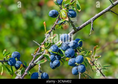 Schwarzdorn / Schlehe (Prunus spinosa / Druparia spinosa) Nahaufnahme des Laubstrauchs mit blauen Früchten / Drupes im Spätsommer / Frühherbst Stockfoto