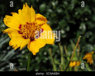 Gelbe Korianderblüte mit weichem Naturhintergrund Stockfoto