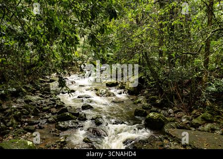 Üppige Waldbäche, die über moosige Felsen in einem dichten, grünen Wald kaskadieren - die Vitalität und Ruhe eines unberührten natürlichen Ökosystems demonstrieren. Stockfoto