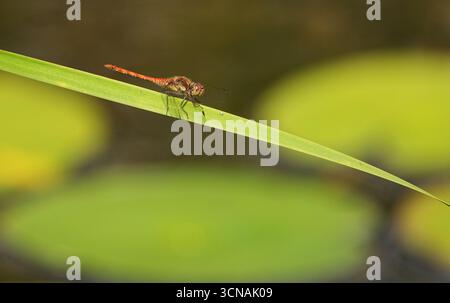 Berlin, Deutschland. September 2025. 01.09.2025, Berlin. Eine Libelle der Gattung Sympetrum sitzt auf einem Blatt an einem Teich in einem Kleingarten. Kredit: Wolfram Steinberg/dpa Kredit: Wolfram Steinberg/dpa/Alamy Live News Stockfoto