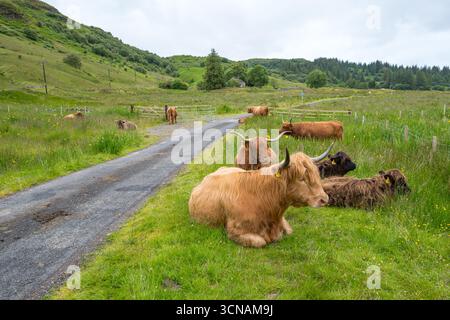 Eine Gruppe von friedlichen, zittrigen Hochlandkühen in Glen Lonan, Taynuilt bei Oban an der Westküste von Scottland, ruht am Straßenrand. Stockfoto