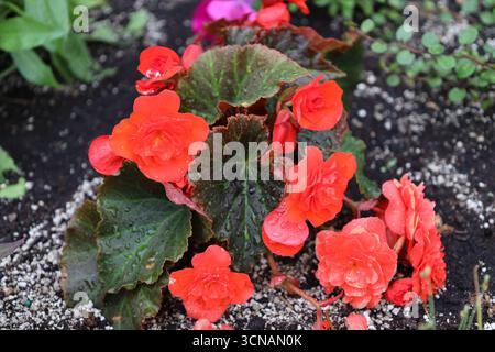 Nähere Regentropfen glitzern auf großen dunkelgrünen Blättern und leuchtend roten Blüten Stockfoto