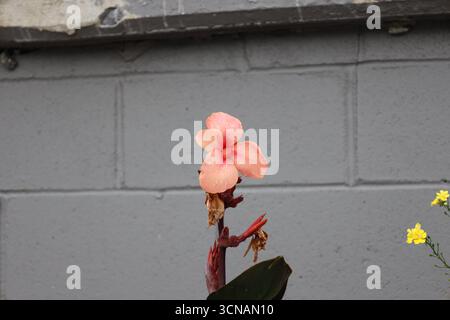 Einzelne rote rosa Pfirsichblüte nass mit Regen gegen graue (graue) Backsteinwand Stockfoto