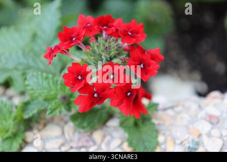 Blumenstrauß von kleinen, hellroten Blüten mit winzigen weißen Zentren (Makro, Nahaufnahme) Stockfoto