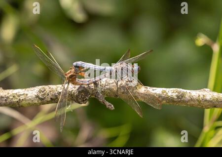 Kielende Skimmer Libelle Paarungspaar - Orthetrum coerulescens Stockfoto