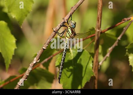 Haarige Libelle männlich - Brachytron pratense Stockfoto