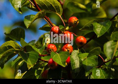 Nahaufnahme der Früchte eines Crabapple Baumes ( Malus Evereste). Eine außergewöhnliche Option, um die Attraktivität eines Gartens das ganze Jahr über zu verbessern, ist der Malus Stockfoto