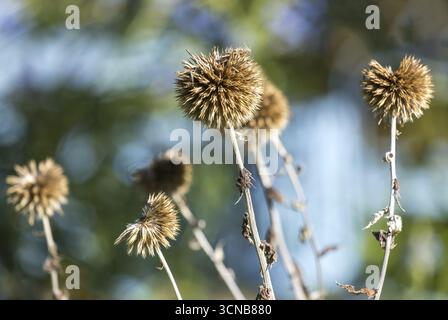 Verblasste Globus Disteln (Echinops) im Herbst, Münsterland, Nordrhein-Westfalen, Deutschland Stockfoto