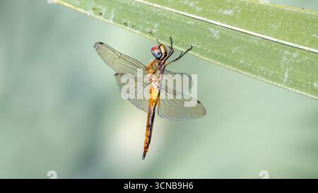 Libelle hängt an Palmblatt Stockfoto