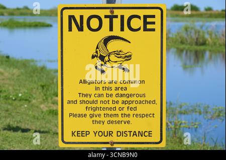 Warnschild über Alligatoren in der Natur, gelbes Schild mit Text und Illustration eines Alligators, Lake Apopka North Shore, Orlando, Florida, USA Stockfoto