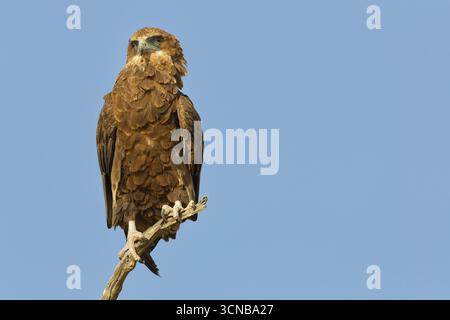 Bateleur-Adler (Terathopius ecaudatus), Jugendlicher, sitzend auf einem Baumzweig, Blick auf die Kamera, Kgalagadi Transfrontier Park, Nordkap, Süden Stockfoto