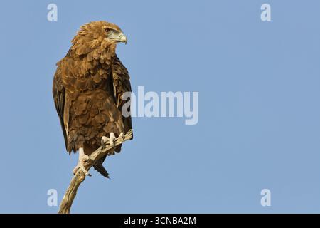 Bateleur-Adler (Terathopius ecaudatus), Jugendlicher, auf einem Ast sitzend, Kgalagadi Transfrontier Park, Nordkap, Südafrika Stockfoto