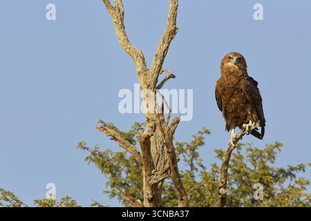 Bateleur-Adler (Terathopius ecaudatus), Jugendlicher, sitzend auf einem Ast, mit Blick auf die Kamera, Kgalagadi Transfrontier Park, Northern Cape, South Afri Stockfoto