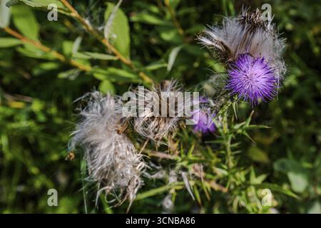 Lila Mariendisteln (Silybum marianum) blühen in einer sonnigen Naturlandschaft, umgeben von zahlreichen grünen Blättern. Es ist Spätsommer und die Farben leuchten auf Stockfoto