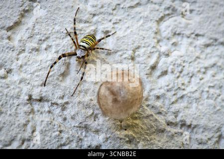 Wespenspinne (Argiope bruennichi) auch bekannt als Zebraspinne, Tigerspinne oder Seidenbandspinne, Erwachsene, weibliche, im September, mit Kokon, auf einem Haus Stockfoto