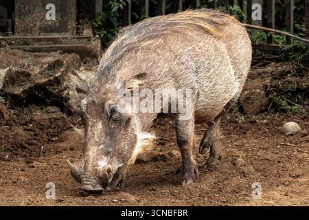 Ein Warzenschwein auf der Suche nach Nahrung in Kenia Stockfoto