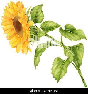 Realistisches botanisches Aquarell mit goldener Umrandung der gelben Sonnenblume mit grünen Blättern, die isoliert auf transparentem Hintergrund wachsen Stockfoto