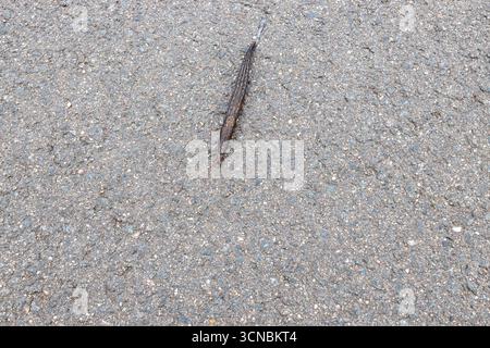 Ein Tigerengel (Limax maximus) auf dem Weg zur Wiese im Sommer Stockfoto