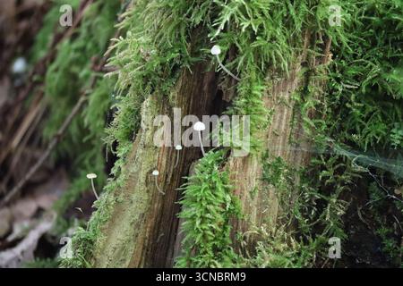 Yellowleg Mütze auf einem moosigen Baumstumpf Stockfoto