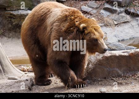 Ein großer Braunbär, der sich in der Hitze des Tages abkühlt Stockfoto