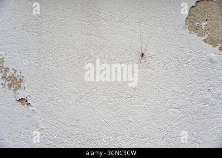 Langbeinige Spinne, die auf einer beschädigten weißen Gipswand ruht. Kontrastierende Texturen zwischen Spider und Oberfläche. Stockfoto
