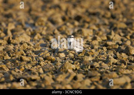 Weiße Bachstelze (Motacilla alba) zwischen Kieselsteinen am Ufer des Beniarres-Stausees, Spanien Stockfoto