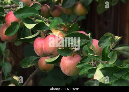 REKORDDATUM NICHT ANGEGEBEN Rote Äpfel an einem Apfelbaum Rote Äpfel an einem Apfelbaum. Weißenkirchen, Niederösterreich, Österreich, 18.07.2025 *** Rote Äpfel auf einem Apfelbaum Rote Äpfel auf einem Apfelbaum Weißenkirchen, Niederösterreich, Österreich, 18 07 2025 Copyright: JOKER/Karl-HeinzxHick Stockfoto
