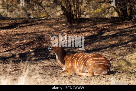 Ein weibliches afrikanisches Nyala-Hirsch weidet auf einem Feld Stockfoto