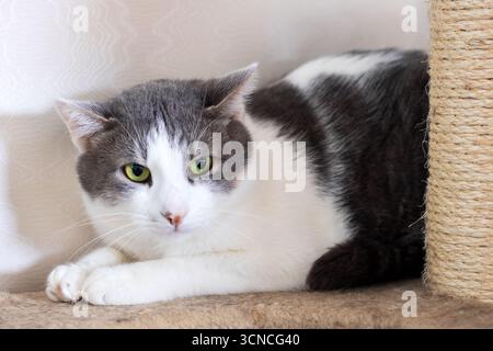 Eine schöne graue und weiße Katze liegt bequem auf einem Kratzbaum, genießt ihre Zeit in der Sonne und streckt ihre Pfoten Stockfoto