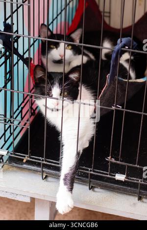 Eine schwarz-weiß gestreifte Katze sitzt ruhig in einem mittelgroßen Käfig in einem Tierheim und wartet auf ihre Adoption Stockfoto