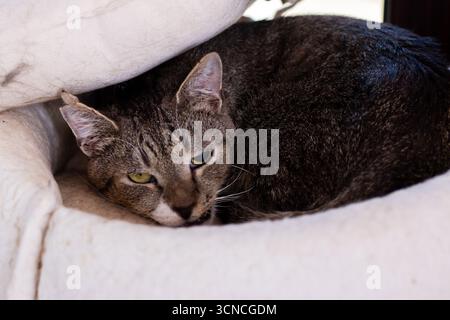 Eine niedliche Katze liegt bequem unter einer weichen weißen Decke und blickt neugierig auf die Kamera mit ihren fesselnden Augen Stockfoto