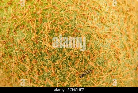 Eine Nahaufnahme einer grünen Frucht mit einer unscharfen Textur. Die Früchte sind mit kleinen Haaren bedeckt und haben eine raue, holprige Oberfläche Stockfoto