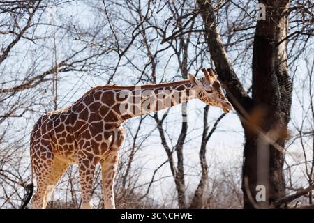 Eine westafrikanische Giraffe, die zwischen Bäumen steht, mit braunem geflecktem Fell Stockfoto