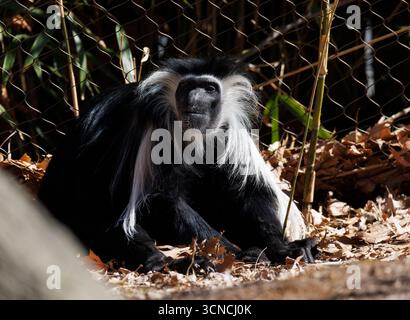 Ein Angola-Kolobus, der auf dem Boden thront, mit schwarzem Gesicht und schwarz-weißem Haar Stockfoto