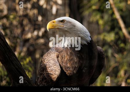 Ein amerikanischer Weißkopfseeadler auf einem Baum Stockfoto