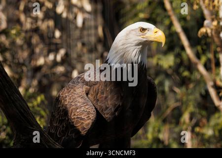Ein amerikanischer Weißkopfseeadler auf einem Baum Stockfoto