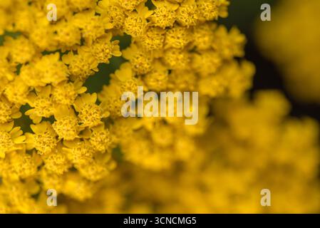 Eine Nahaufnahme einer gelben Blume mit vielen kleinen gelben Blüten. Die Blume ist von vielen anderen kleinen gelben Blumen umgeben, was ein lebendiges und lebendiges Leben schafft Stockfoto